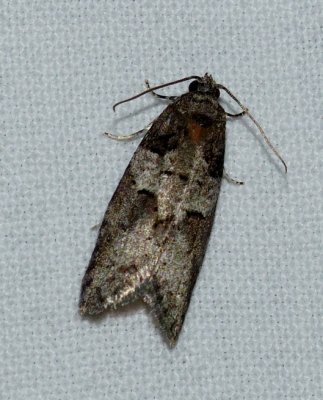 Gray-marked Tortricid - Decodes basiplagana