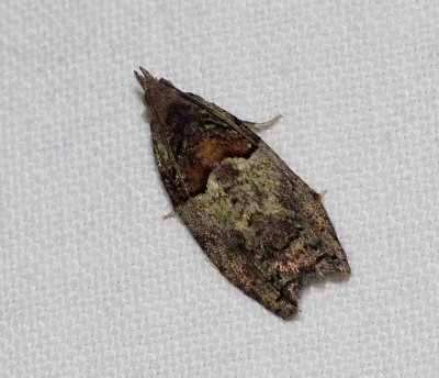 Raspberry Leafroller Moth - Epinotia medioviridana
