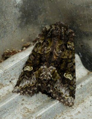Olive Arches - Lacinipolia olivacea