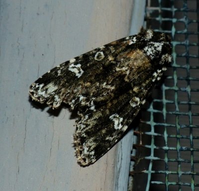 Hitched Arches - Melanchra adjuncta