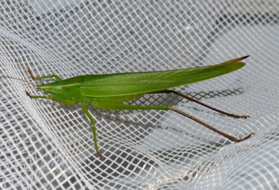 Sword-bearing Conehead - Neoconocephalus ensiger