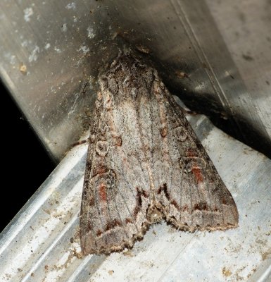 Purple Arches - Polia purpurissata