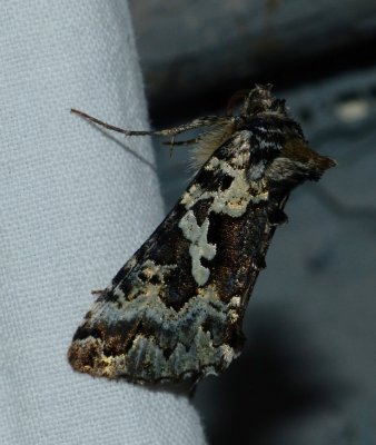 Salt-and-pepper Looper - Syngrapha rectangula