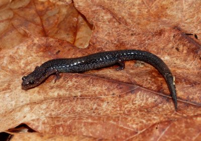 Redback Salamander - Plethodon cinereus