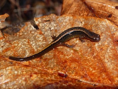Two-lined Salamander - Eurycea bislineata