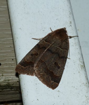 Common Oak Moth - Phoberia atomaris