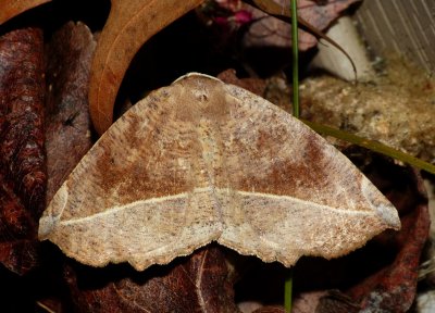 Curve-toothed Geometer - <i>Eutrapela clemataria</i>