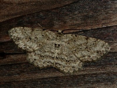 Small Engrailed - Ectropis crepuscularia
