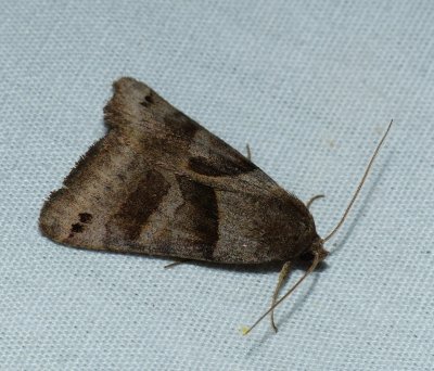 Forage Looper - Caenurgina erechtea
