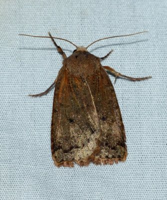 Variable Sallow - Sericaglaea signata