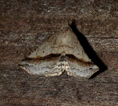 Lost Owlet - Ledaea perditalis