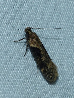 Black-smudged Chionodes - Chionodes mediofuscella