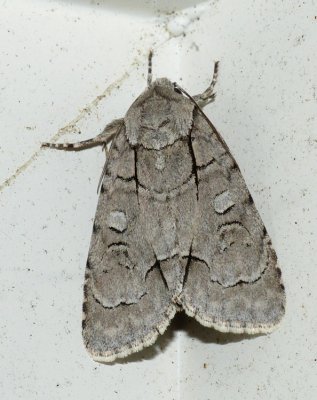 Radcliffe's Dagger - Acronicta radcliffei