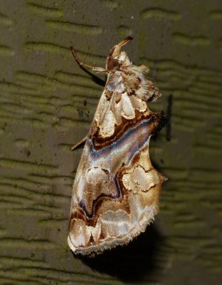 Moonseed Moth - Plusiodonta compressipalpis
