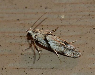 Stripe-backed Moth - Arogalea cristifasciella