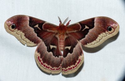 Promethea Moth - Callosamia promethea