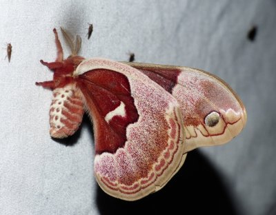 Promethea Moth - Callosamia promethea