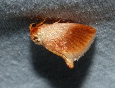 Warm-chevroned Moth - <i>Tortricidia testacea</i>