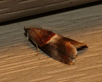 Walnut Shoot Moth - Acrobasis demotella