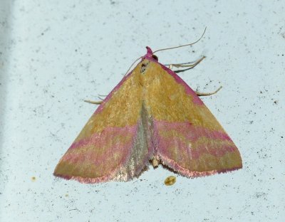 Pink-bordered Yellow - Phytometra rhodarialis