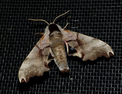 Twin-spotted Sphinx - Smerinthus jamaicensis