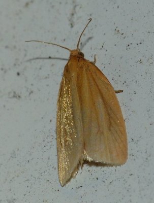 Clemens' Clepsis - Clepsis clemensiana