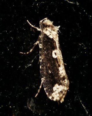 Clothes Moth - Scardia anatomella