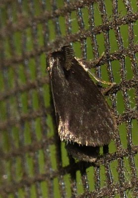 Bagworm Moth - Psyche casta