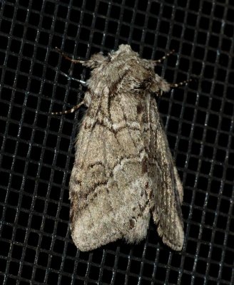 Double-lined Prominent - Lochmaeus bilineata