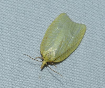 Maple-Basswood Leafroller - Cenopis pettitana