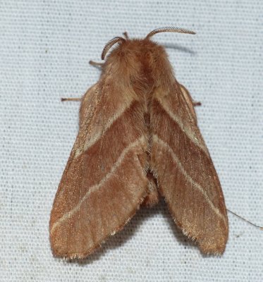 Eastern Tent Caterpillar Moth - <i>Malacosoma americana</i>