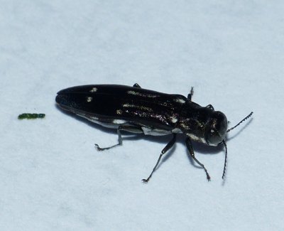 Metallic Wood-boring Beetle - Agrilus obsoletoguttatus