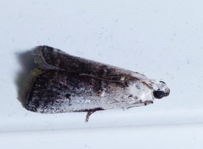 Moth - Acrobasis tumidulella