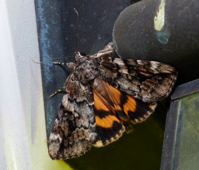 The Little Nymph - Catocala micronympha