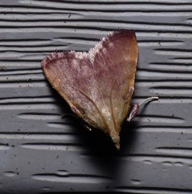 Drab Condylolomia - Condylolomia participalis