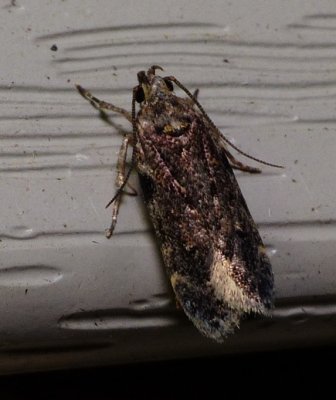 Moth