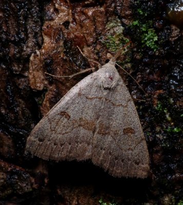 Morbid Owlet - Chytolita morbidalis