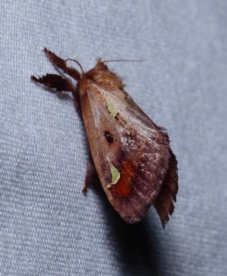 Spiny Oak-slug Moth - Euclea delphinii