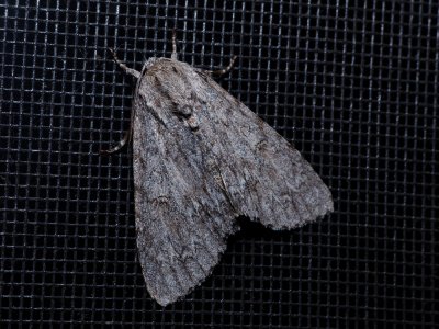 American Dagger - Acronicta americana