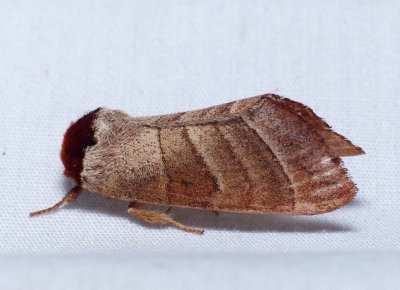Walnut Caterpillar Moth - Datana integerrima