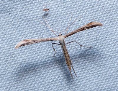 Morning-glory Plume Moth - Emmelina monodactyla