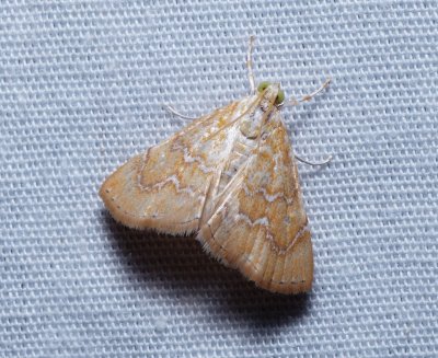White-roped Glaphyria - Glaphyria sesquistrialis