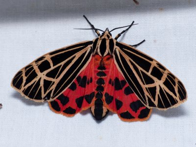 Virgin Tiger Moth - Apantesis virgo