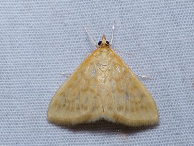 Moth - Hahncappsia marculenta