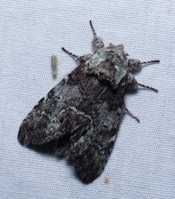 Mottled Prominent - Macrurocampa marthesia