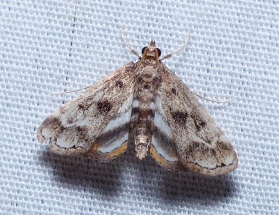 Obscure Pondweed Moth - Paraponyx obscuralis