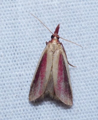 Carmine Snout Moth - Peoria approximella