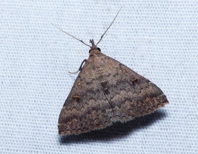 Florida Tetanolita - Tetanolita floridana
