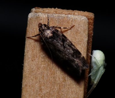 Moth