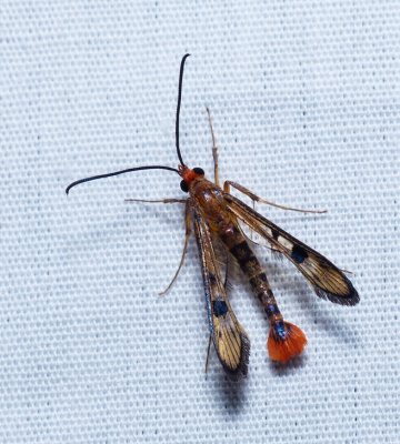 Maple Callus Borer - Synanthedon acerni